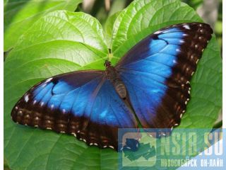 ������ ���������� ������ ����� ����� ������������ �������  �� ������ ������