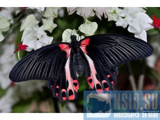 ������ ���������� ������ ����� ����� ������������ �������  �� ��������� ������
