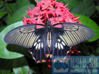 ������ ������������  ������ ����� ����� ������������ �������  �� ����� ����� �����������