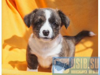 Welsh corgi cardigan 