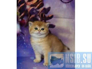 ���������� ������ ������ ������� ��������. ������. �����������