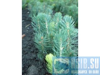 ������, ������� ������� �������� �� ��������� �����������