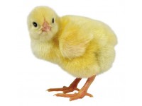    , 